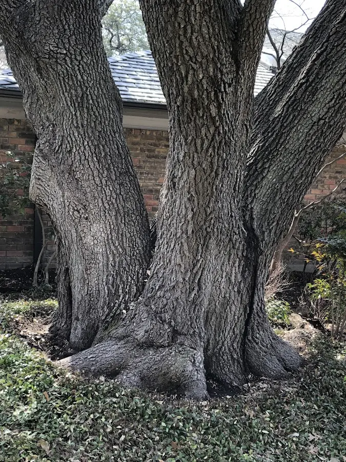 Mature heritage tree close to a Keeseville property cared for by certified arborists